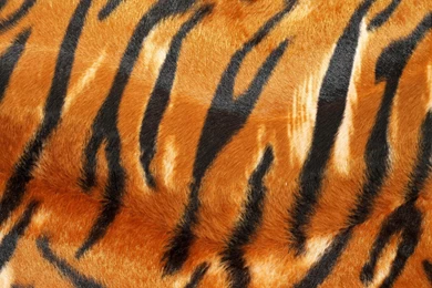 Justpict.com Tiger Pattern Wallpapers