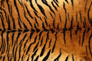 Body, Animals, Background, Pattern, PCtures, Skin, Texture, Tiger ...