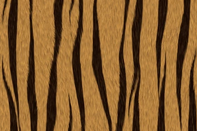 Download Texture: Tiger, Skin Tiger, Tiger Animal Texture ...