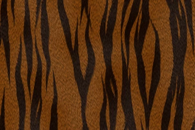 Download Texture: Skin, Tiger Animal Texture, Background, Skin ...