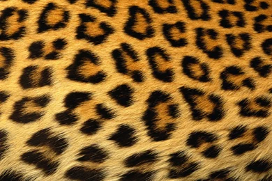 Cheetah skin pattern backgrounds pictures animals.jpg
