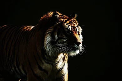 Wild Cat Dark Backgrounds Tiger HD Wallpapers