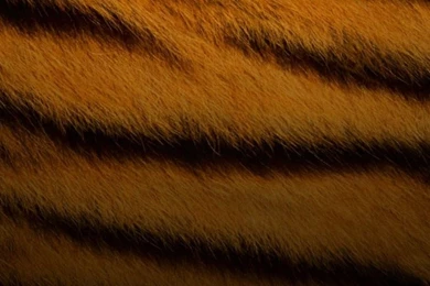 Tiger Skin Pattern