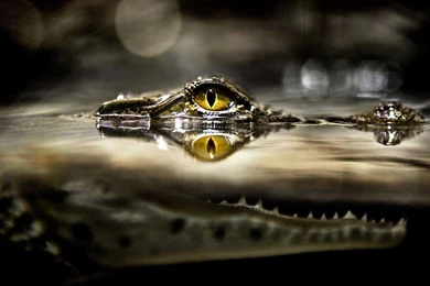 Wild Life HD Wallpapers