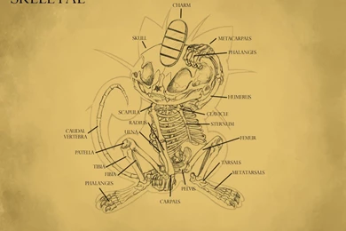 DeviantArt: More Like Meowth Anatomy By AlexTehArteest