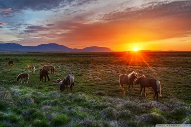Wild_horses_at_sunset wallpaper 1920x1200.jpg