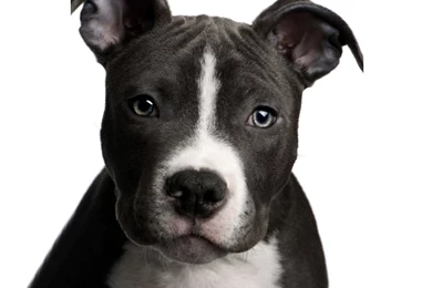 Desktop images of blue pits puppies download.jpg