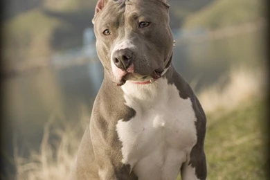 Blue Nose Pit Bull By DonStanley On DeviantArt