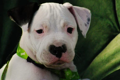 Jestingstock.com Cute Pitbull Puppies Wallpaper Backgrounds