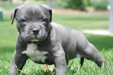 Blue Paul Terrier Wallpapers HD Download