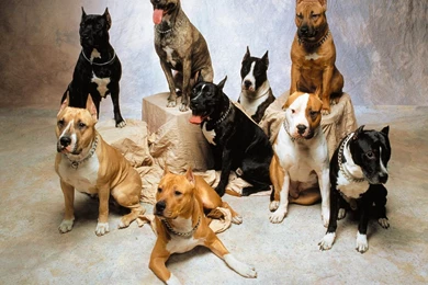 American Pit Bull Terrier Wallpapers HD Download