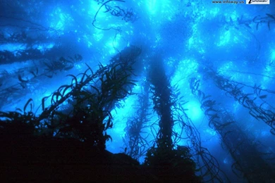 Blue Sea Wallpapers   Photo 4 Of 318