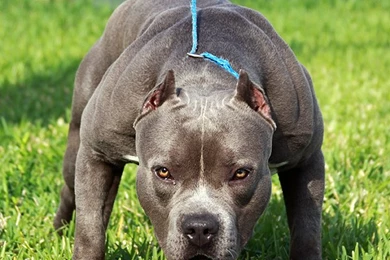 30+ Beautiful Pitbulls Pictures For Pit Bull Lovers