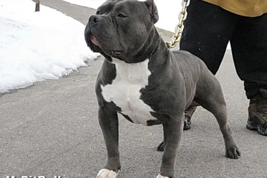 BLUE PITBULLS