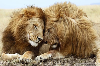 Lions Pair Wide HD Wallpaper.jpg