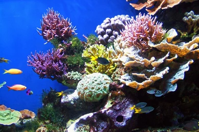 579304 coral reefs.jpg
