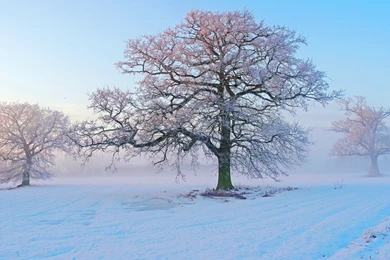 Winter Season Wallpapers