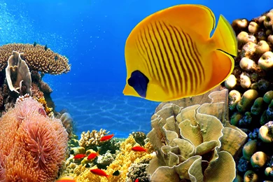 2560x1440 Coral Reef Wallpapers