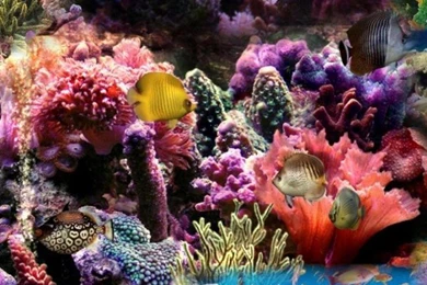 Coral Reef Wallpapers   HD Wallpapers