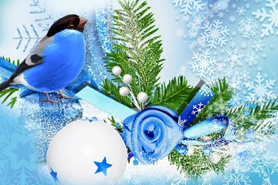Blue Bird Winter Season Wallpapers