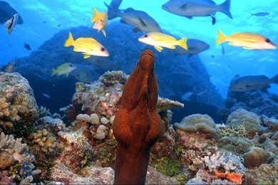 Coral Reef Wallpapers Hd