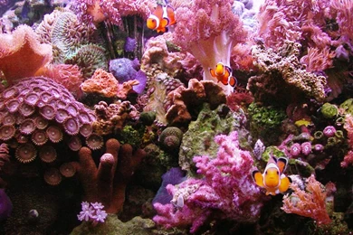 Coral Reefs 1024x768px