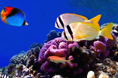 Coral Reef Fish Wallpapers – Free Full Hd Wallpapers For 1080p ...
