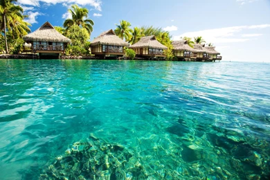 Coral Reef At Moorea Island   (