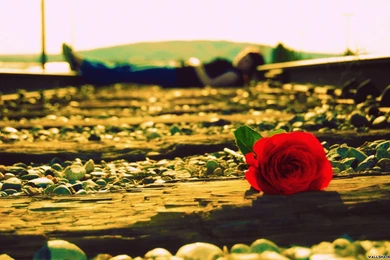 Free True Love Desktop Wallpapers 25601600