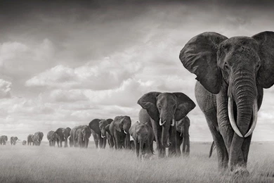 Awesome Elephant Wallpapers For Your Desktop   Magazine Fuse