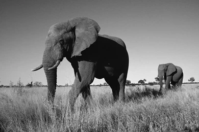 HD Elephants Wallpapers And Photos