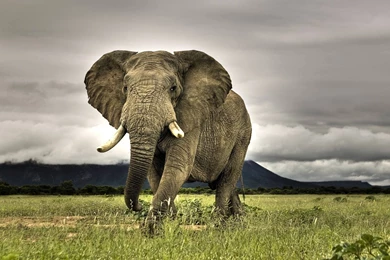 Wallpapers White Lion Elephant Hd Animals 1920x1080