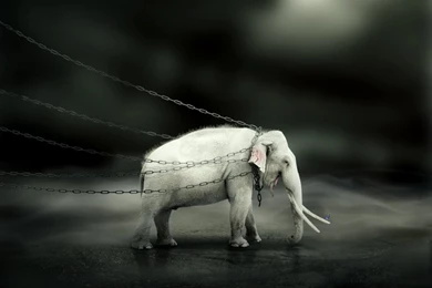 The White Elephant By ENZZOK On DeviantArt