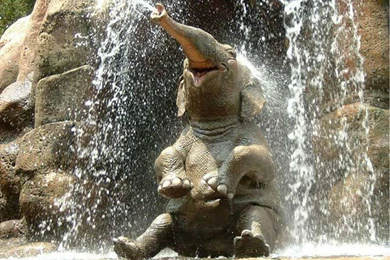 Elephant Relieved HD Desktop Wallpapers : Widescreen : High ...