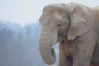 White Elephant Free Desktop Backgrounds   Free Wallpapers Image