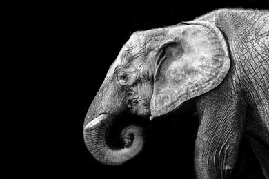 Elephant Free High Definition Wallpapers