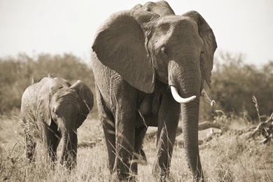 Download Wallpapers 3840x2160 Elephant, Nature, Black And White ...