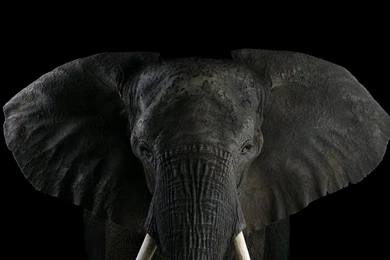 Elephant Wallpapers (1280x720)