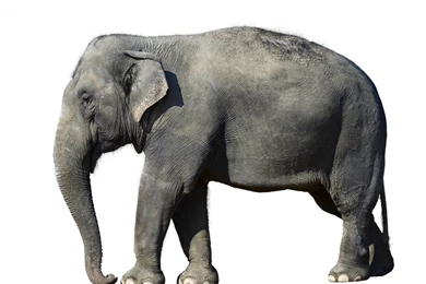 Download Wallpapers 3840x2400 Elephant, White Background, Large ...