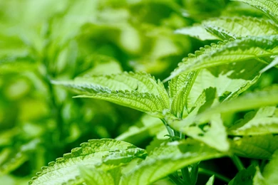 Download Wallpapers 3840x2160 Nettle, Leaves, Weed, Greens 4K Ultra ...