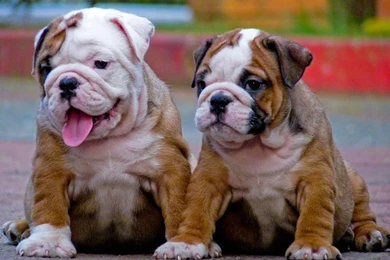 Download Free English Bulldog Puppies Wallpapers   The Quotes Land