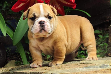 Bulldog Puppies   Wallpaper.