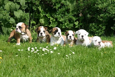 HD Dogs Wallpapers And Photos