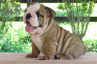 Pins For: Bulldog Puppies From Pinterest