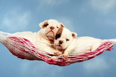 Animals Wallpapers: HD English Bulldog Puppies Wallpapers