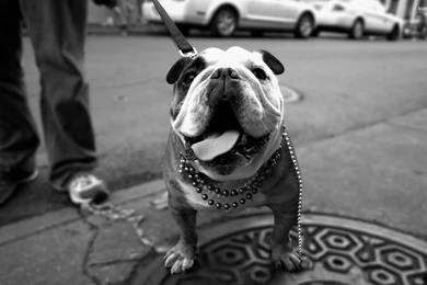 English Bulldog Wallpapers   Animal Wallpapers