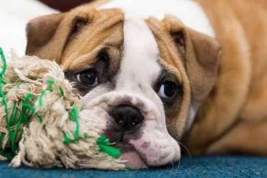 Cute Bulldog Wallpapers ImgMob