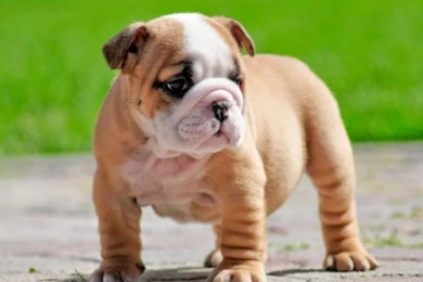 Adorable miniature english bulldog puppies wallpapers Dog Breeders ...