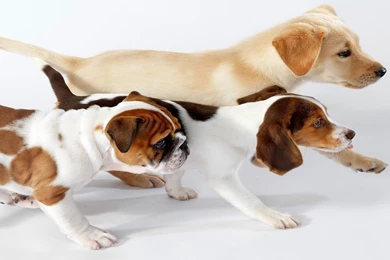 Golden Retriever, Beagle And English Bulldog Puppies Wallpapers ...