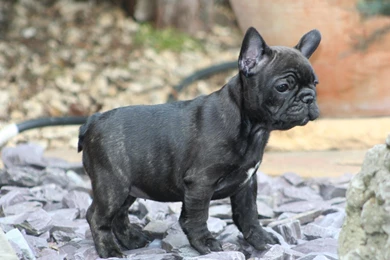 Bulldog Puppy HD Wallpapers